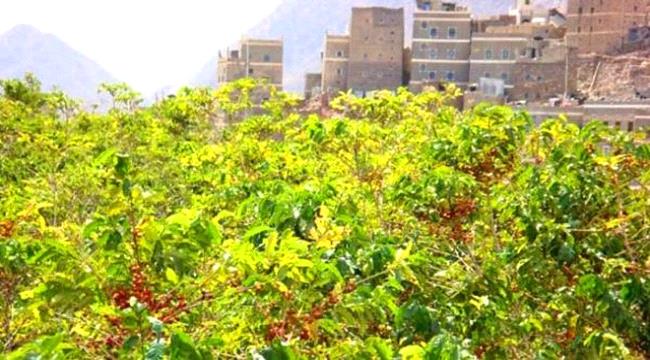 
                     خطة لزراعة مليون شجرة بُنْ في يافع ضمن الكرنڤال الوطني الأول للبُنْ