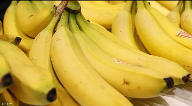 
                     إرتفاع في أسعار الموز بعدن ليصل الكيلو الواحد اليوم لقيمة قياسية 