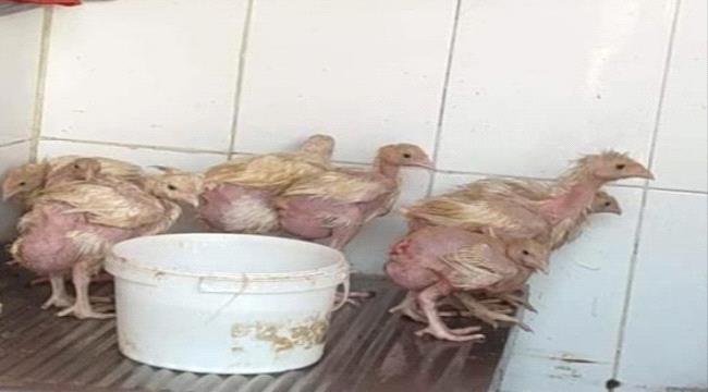
                     الدجاج البلدي.. وباء يهدد حياة الناس في عدن
