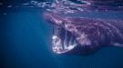 فيديو غير مسبوق لاصطدام قارب بسمكة قرش مهددة بالانقراض.