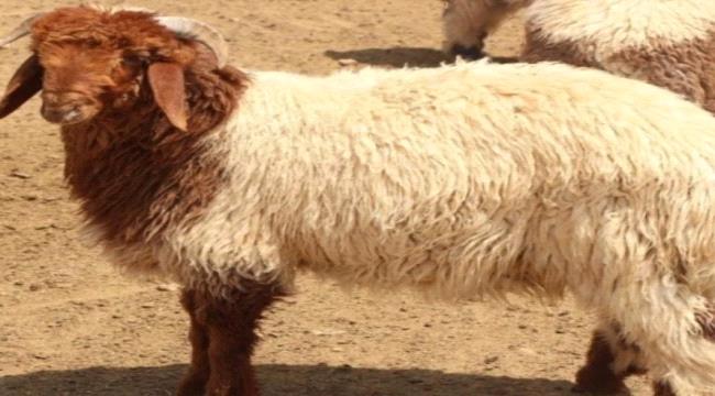 نشرة اسعار المواشي المحلية لوحظت في سوق المواشي في العاصمة عدن ...