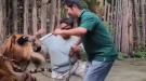 لحظات من الرعب.. نمر ضخم ينقض على سائح أثناء 