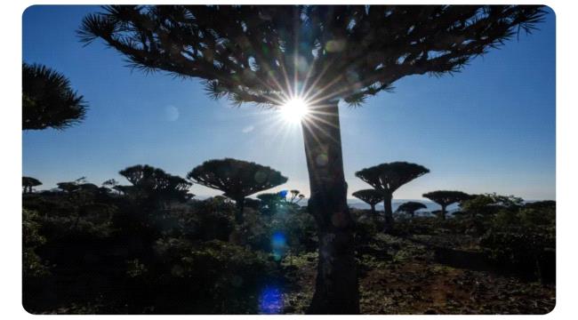 كيف أثرت التطورات الأخيرة شرقي اليمن على جزيرة سقطرى؟ ...