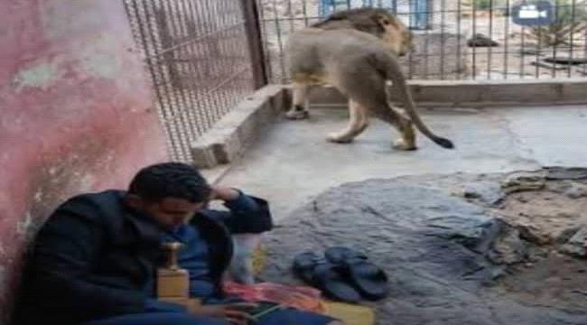 مشهد في حديقة الحيوان بصنعاء يثير الدهشة: شاب يمني يخزن داخل قفص أسد
